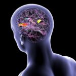 F0459378 Brain with highlightedtransverse temporal gyri illustration