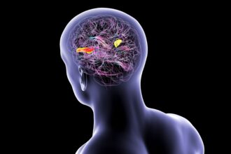 F0459378 Brain with highlightedtransverse temporal gyri illustration