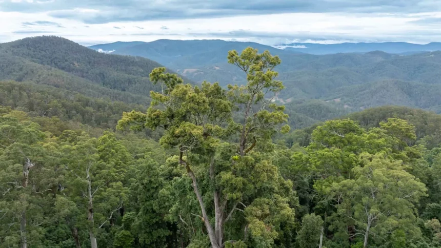 Australian billionaire donates $10 million to turn over 17,000 acres into a wildlife refuge 1 e726cd13a3cbbd871e36b08ad5d85c9b