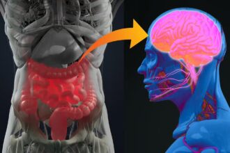 gut and alzheimers