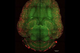 scientists reverse alz